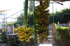 P1020736