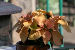 P1020739